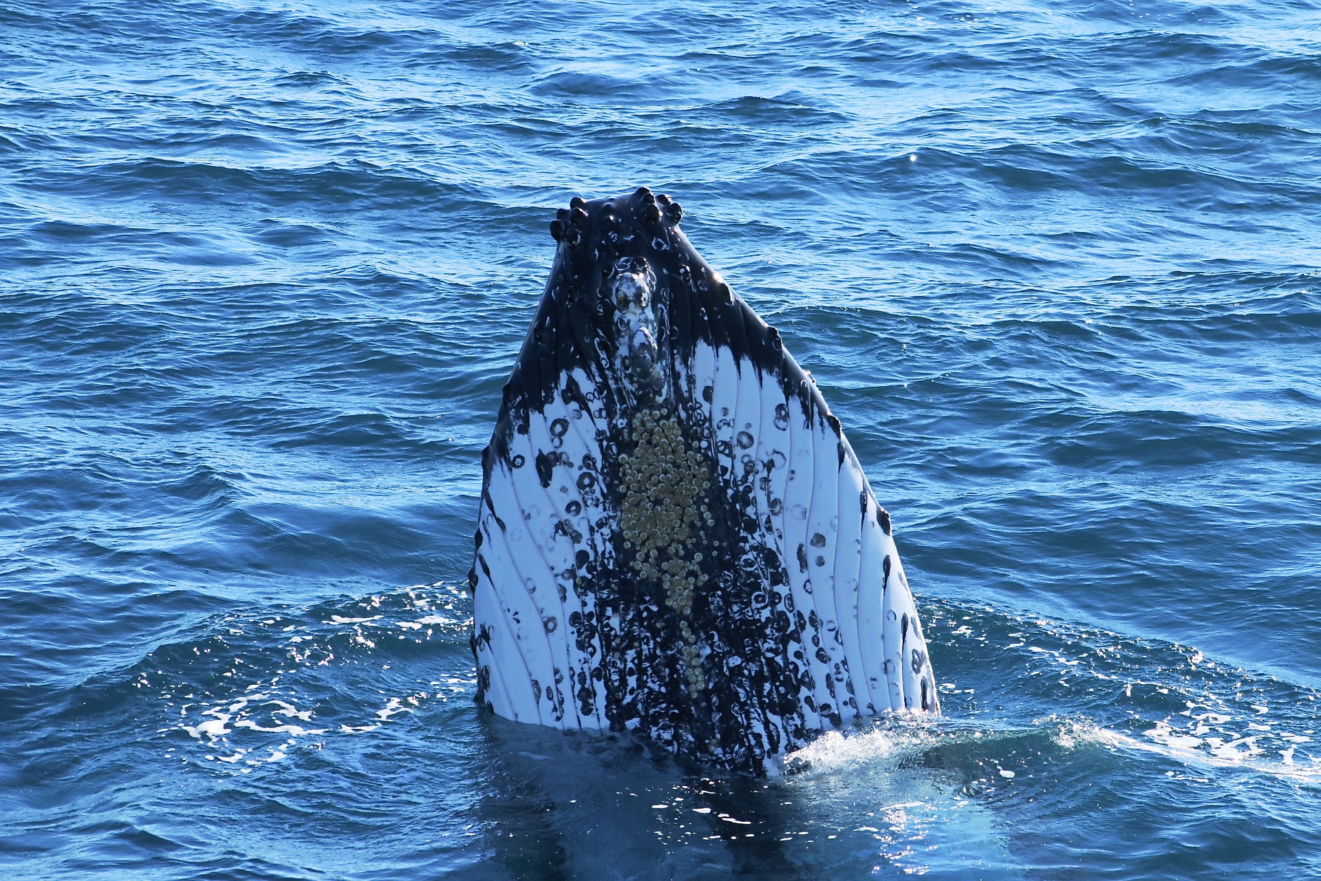 humpback whale watching australia