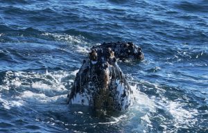 humpback whale watching