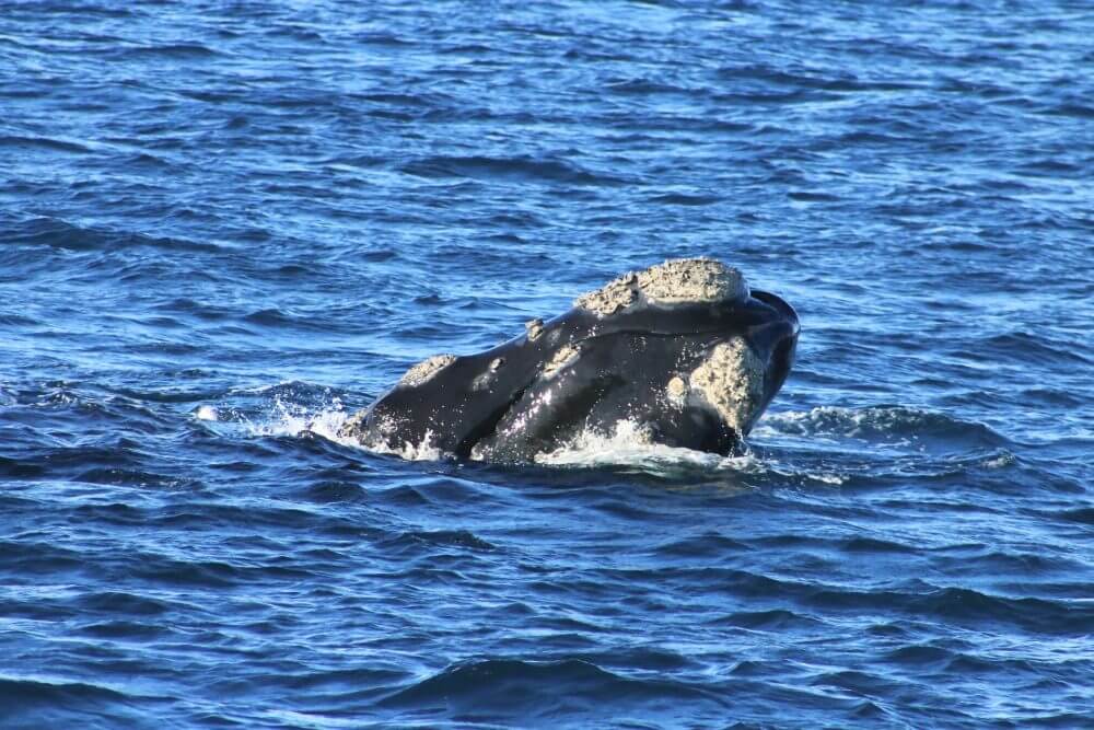 southern right whale wa