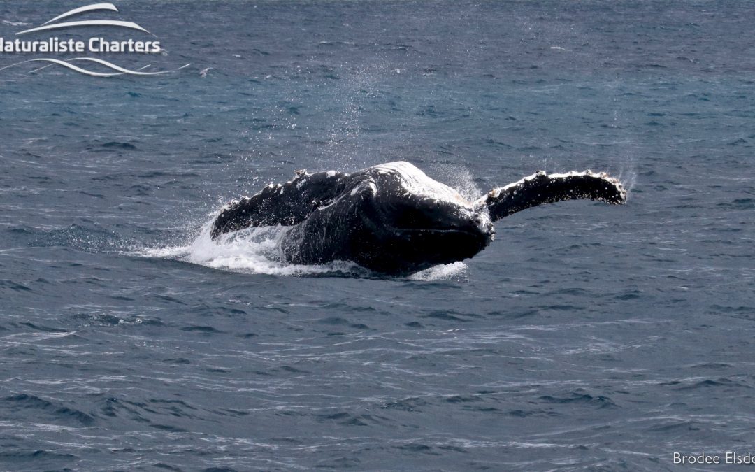 When is whale watching season in Dunsborough?