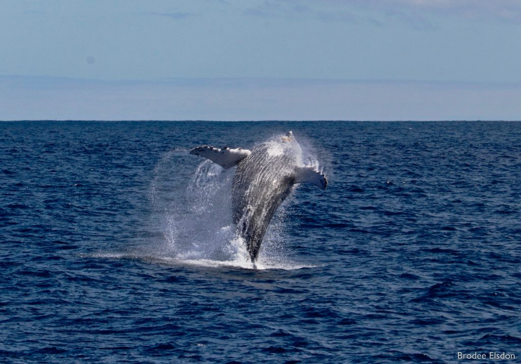 dunsborough whale watching