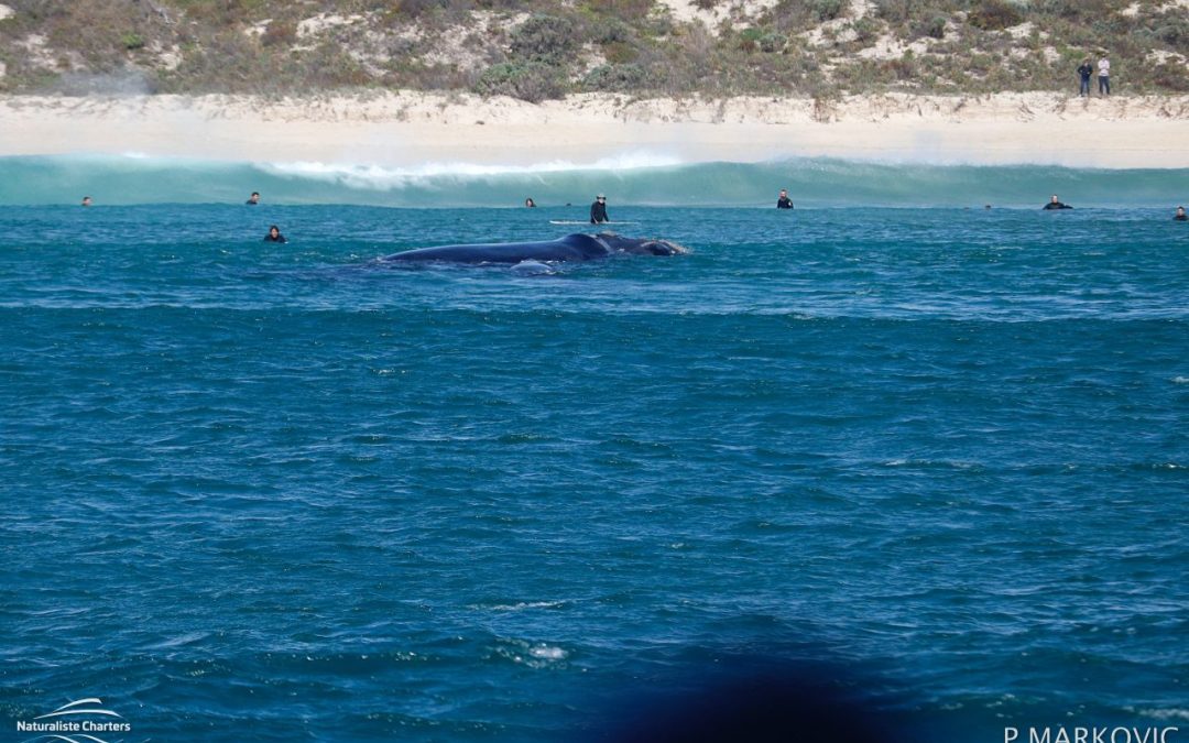 Whale Watching in Dunsborough