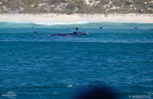 Southern Right Whale Bunker Bay 300x194