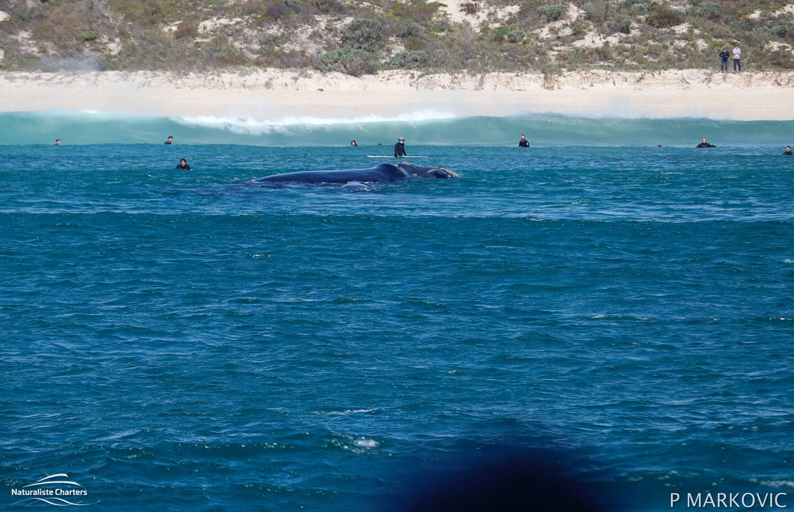 Southern Right Whale Bunker Bay