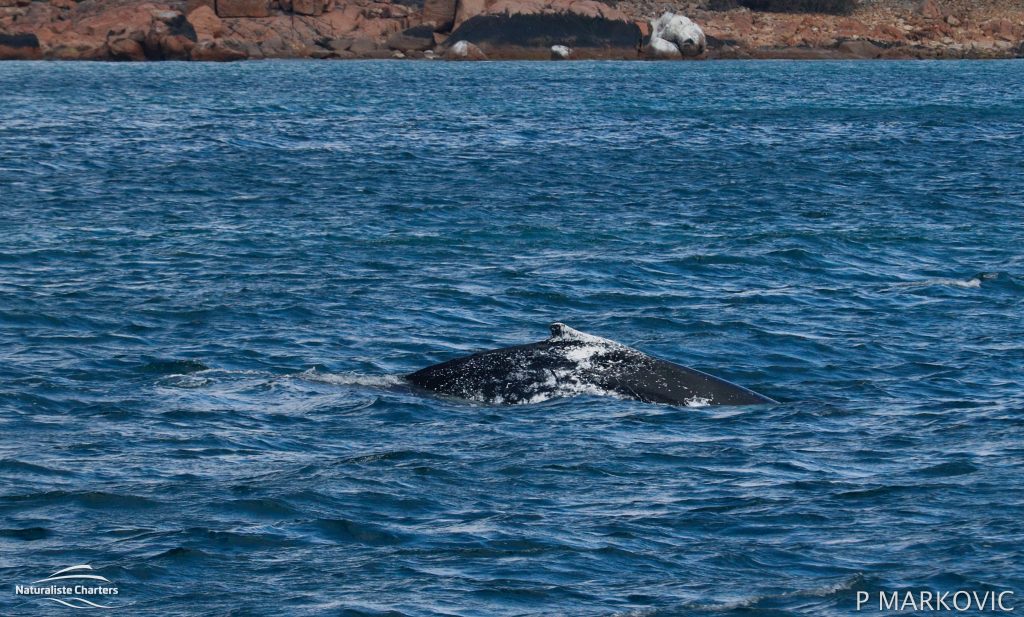 Whale Watching in Dunsborough