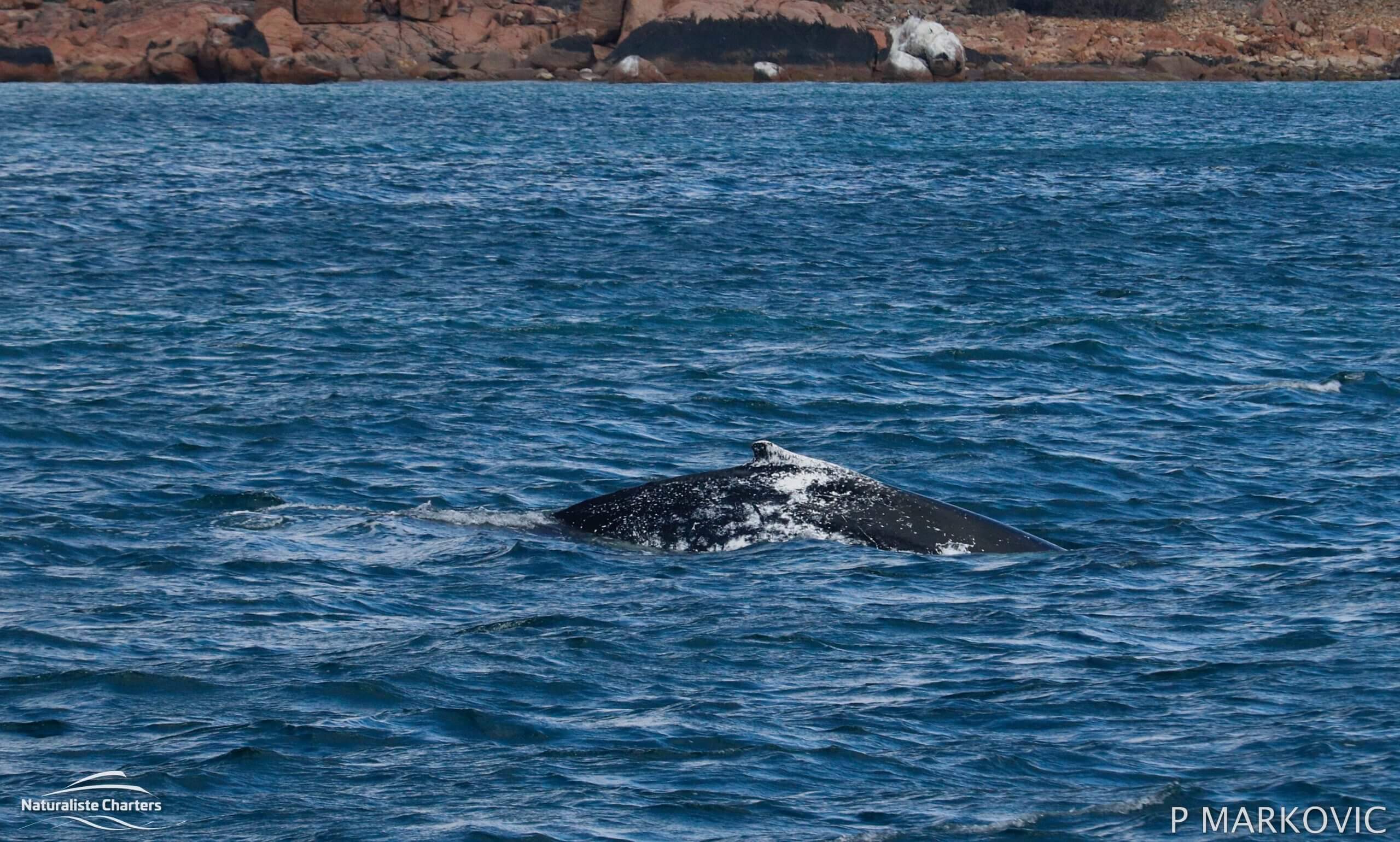 Whale Watching Dunsborough Scaled