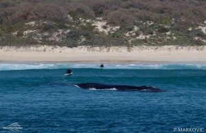 southern right whales australia