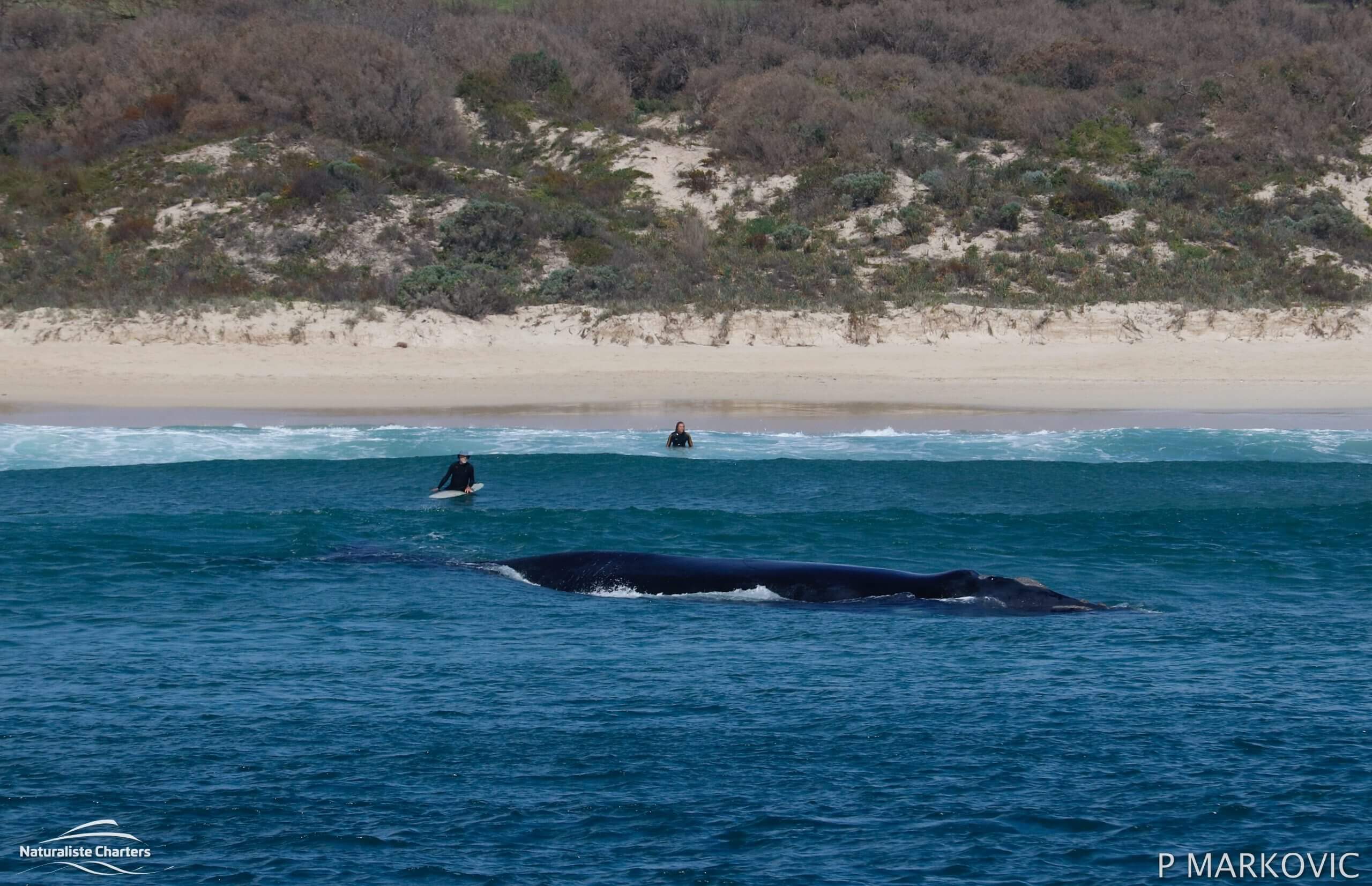 Whales And Surfer Scaled