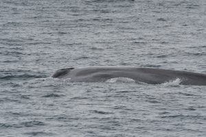 whale watching