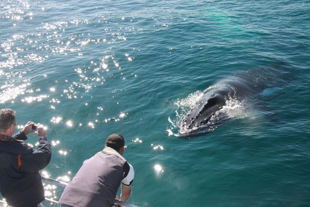 Dunsborough Whale Watching