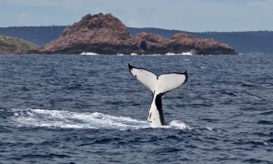 whale watching western australia