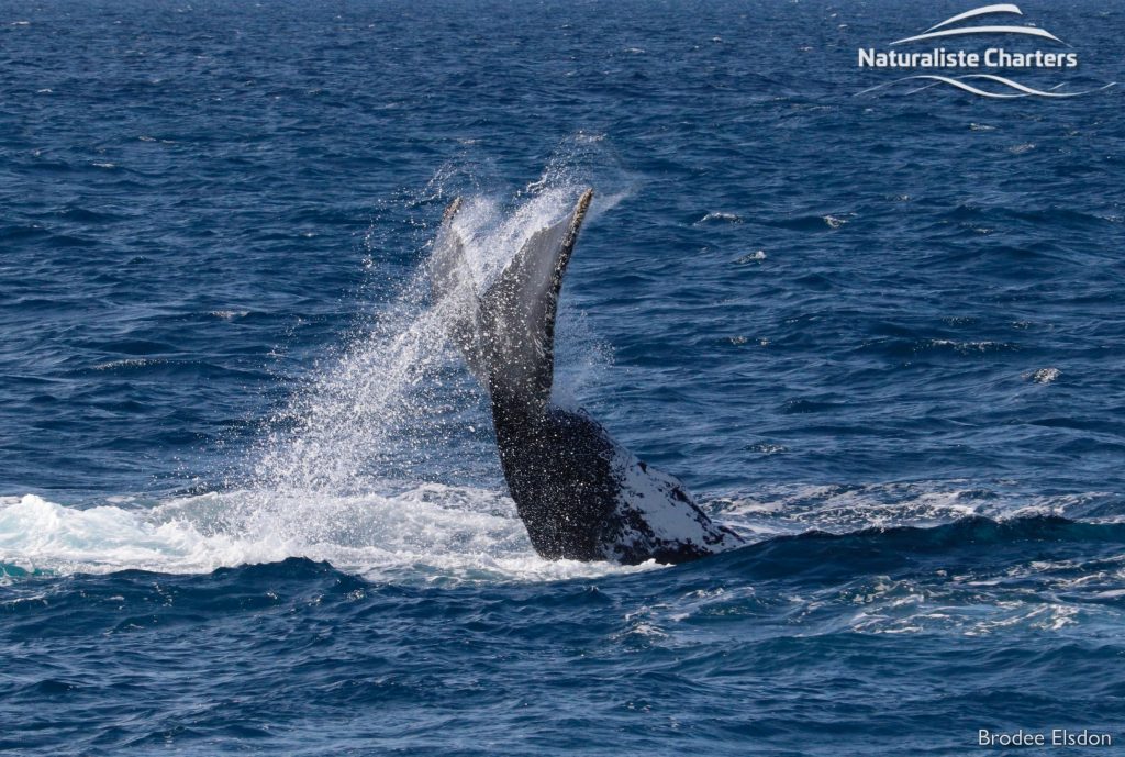 humpback whales