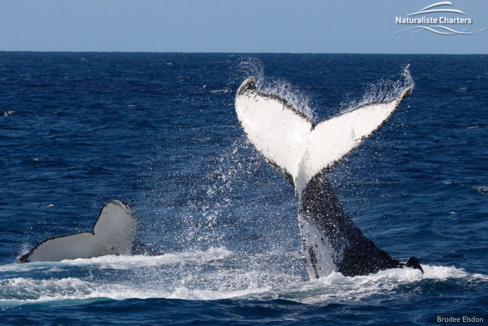 humpback whales