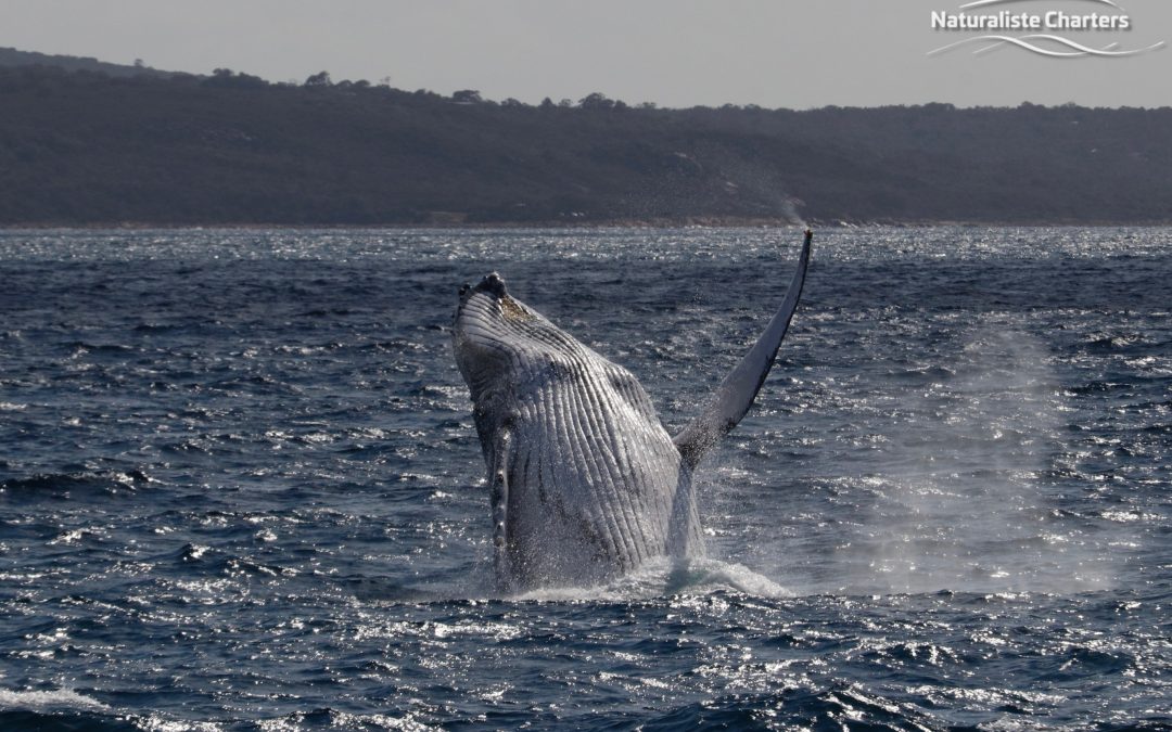 How to prepare for your Western Australian Whale Watching tour!
