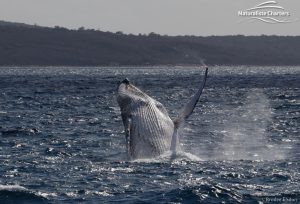 whale watching