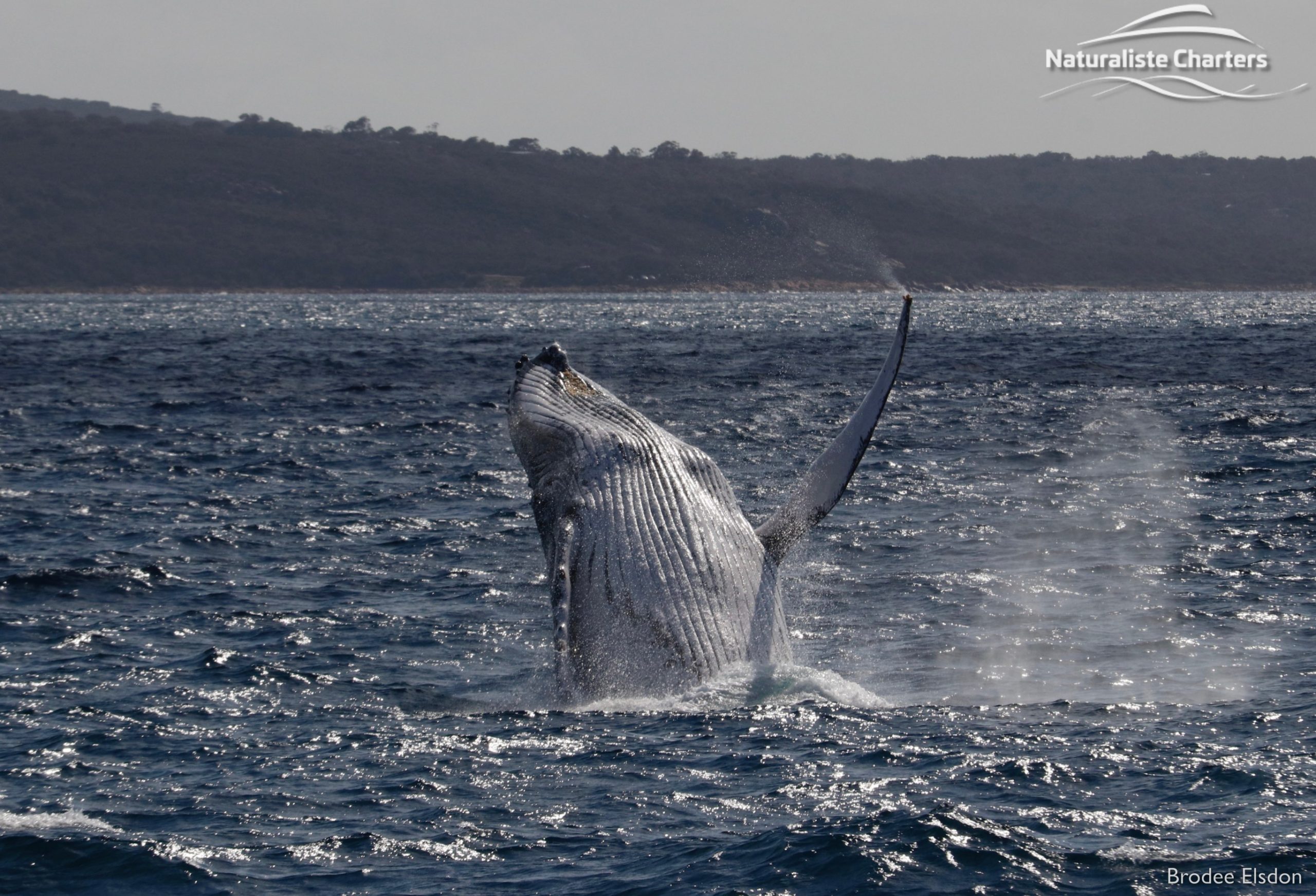 whale watching western australia