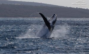 whale watching