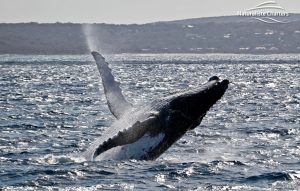 whale watching