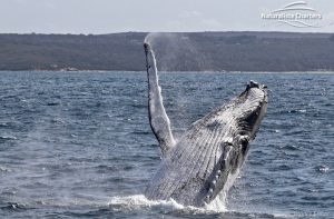 whale watching