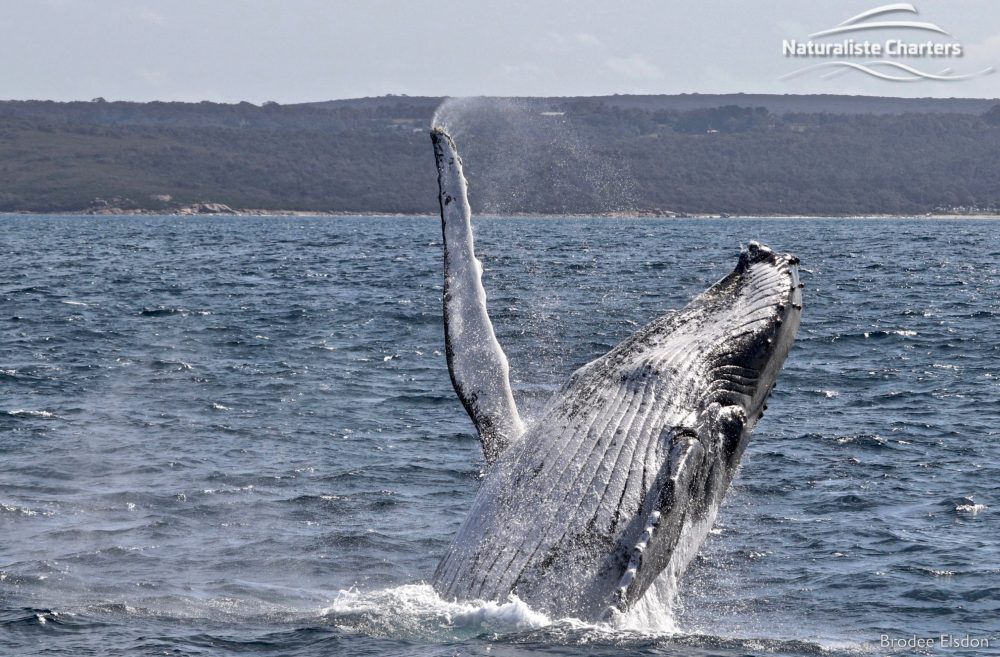 whale watching in dunsborugh