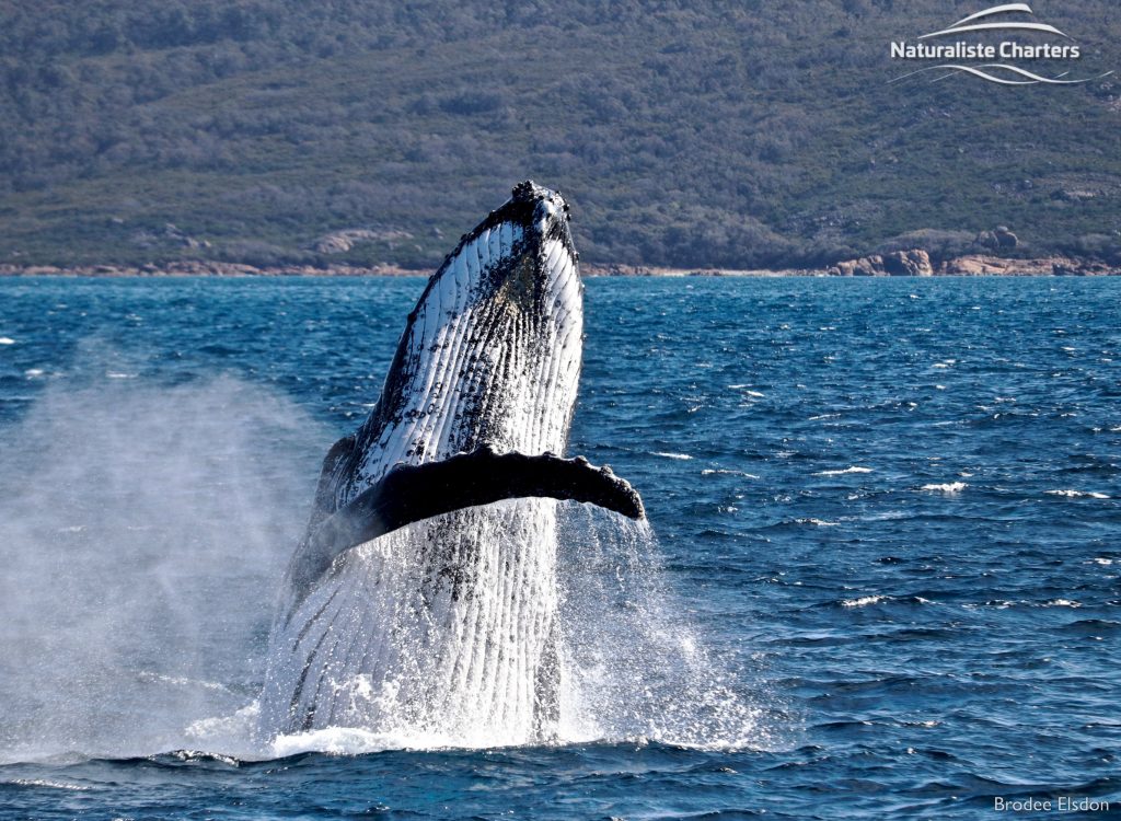 Breaching Humpback