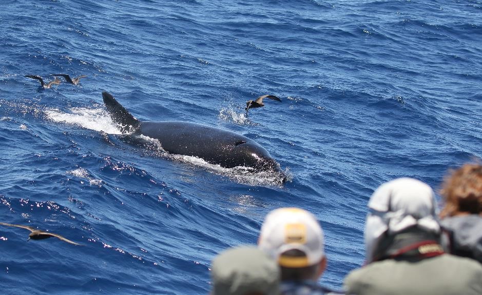 Is Whale Watching Ethical?