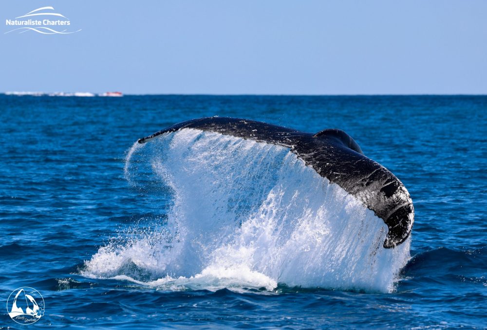 humpback whale tail slap on a dunsborough whale watching tour WA