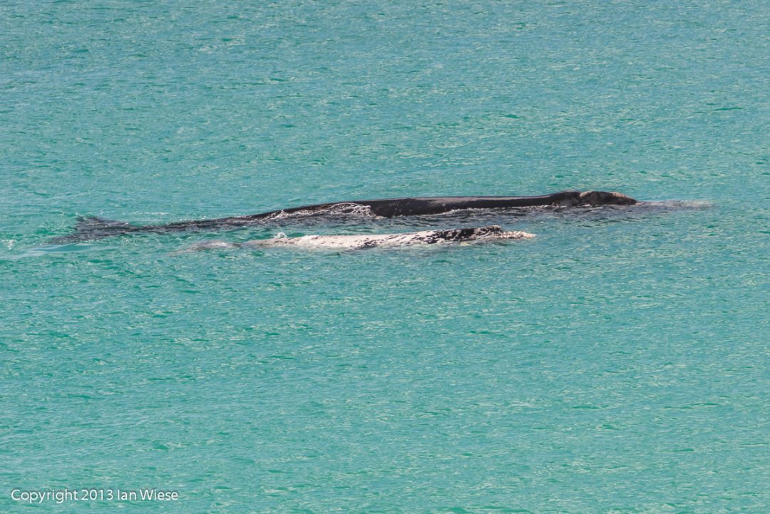 Southern Right Whale and Calf