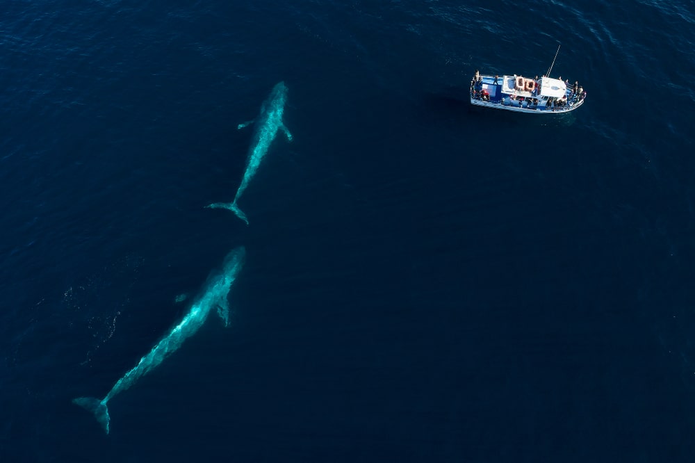 Blue Whale Watching Australia