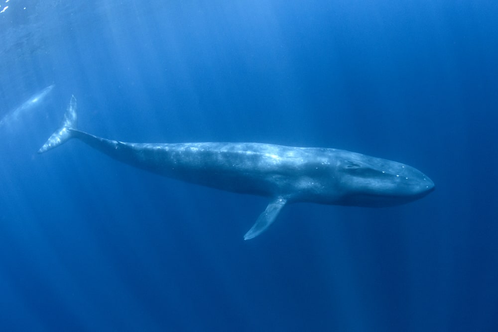 The Five Senses of the Blue whale