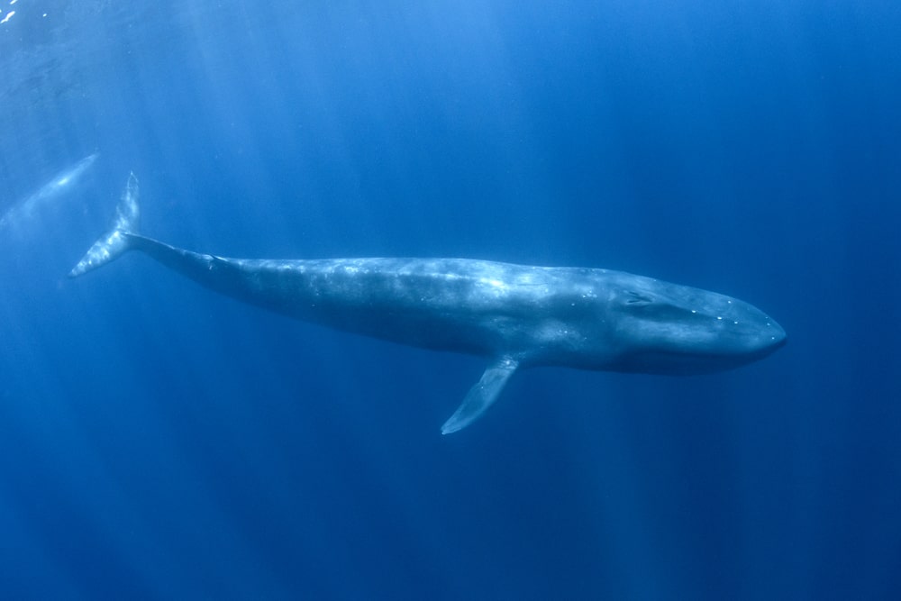 blue whale auatralia