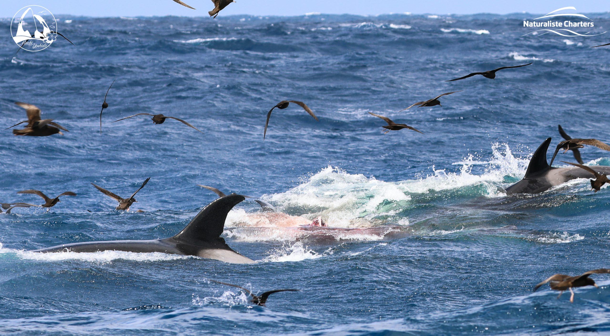 orcas bremer bay WA
