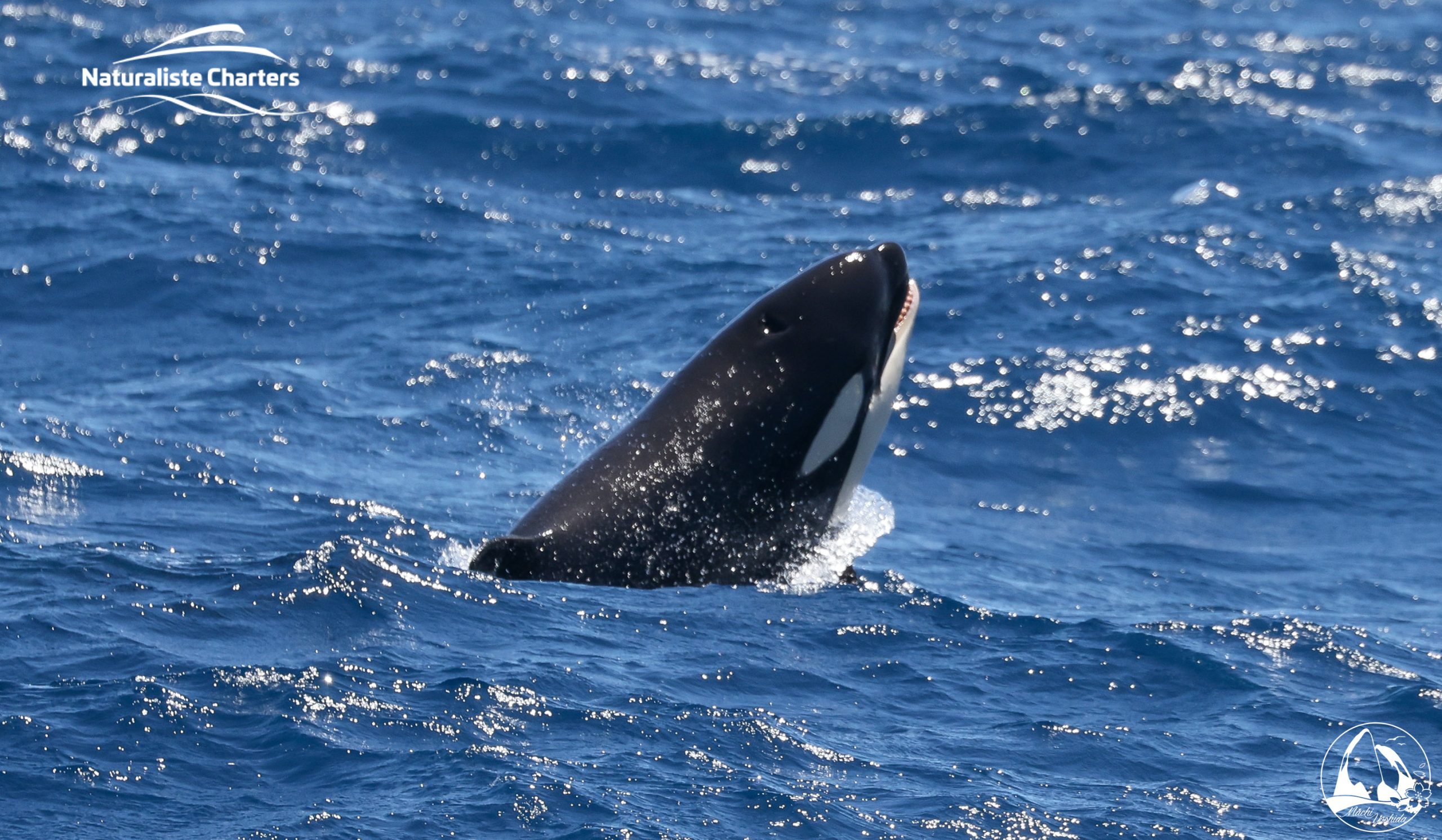 whale watching Western Australia