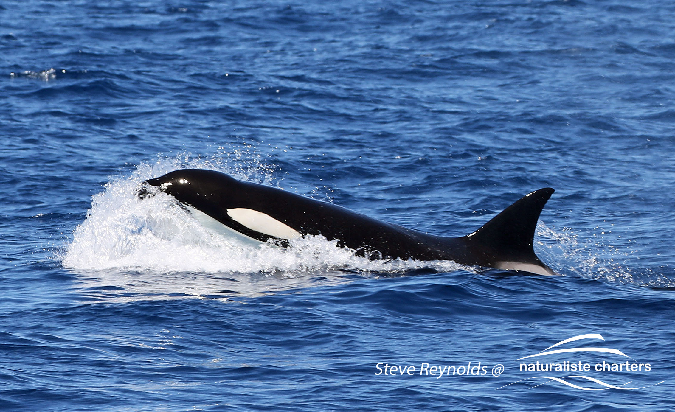 orcas bremer bay WA