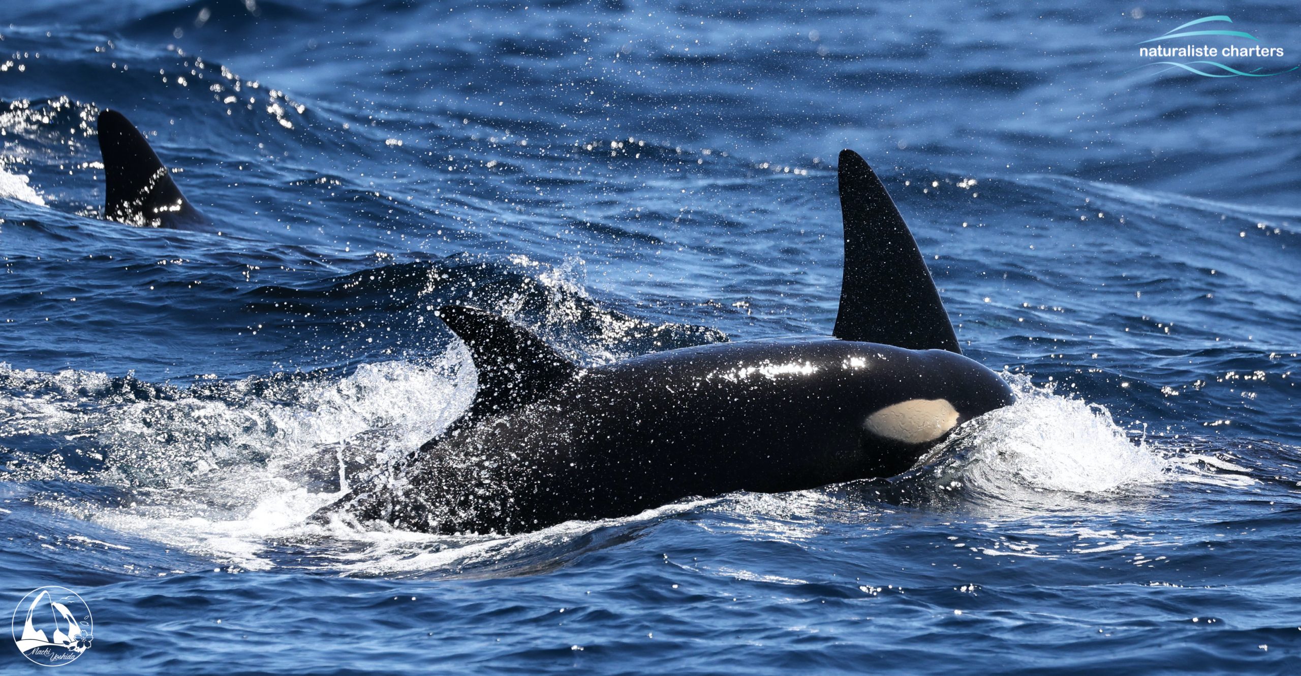 bremer bay killer whale watching