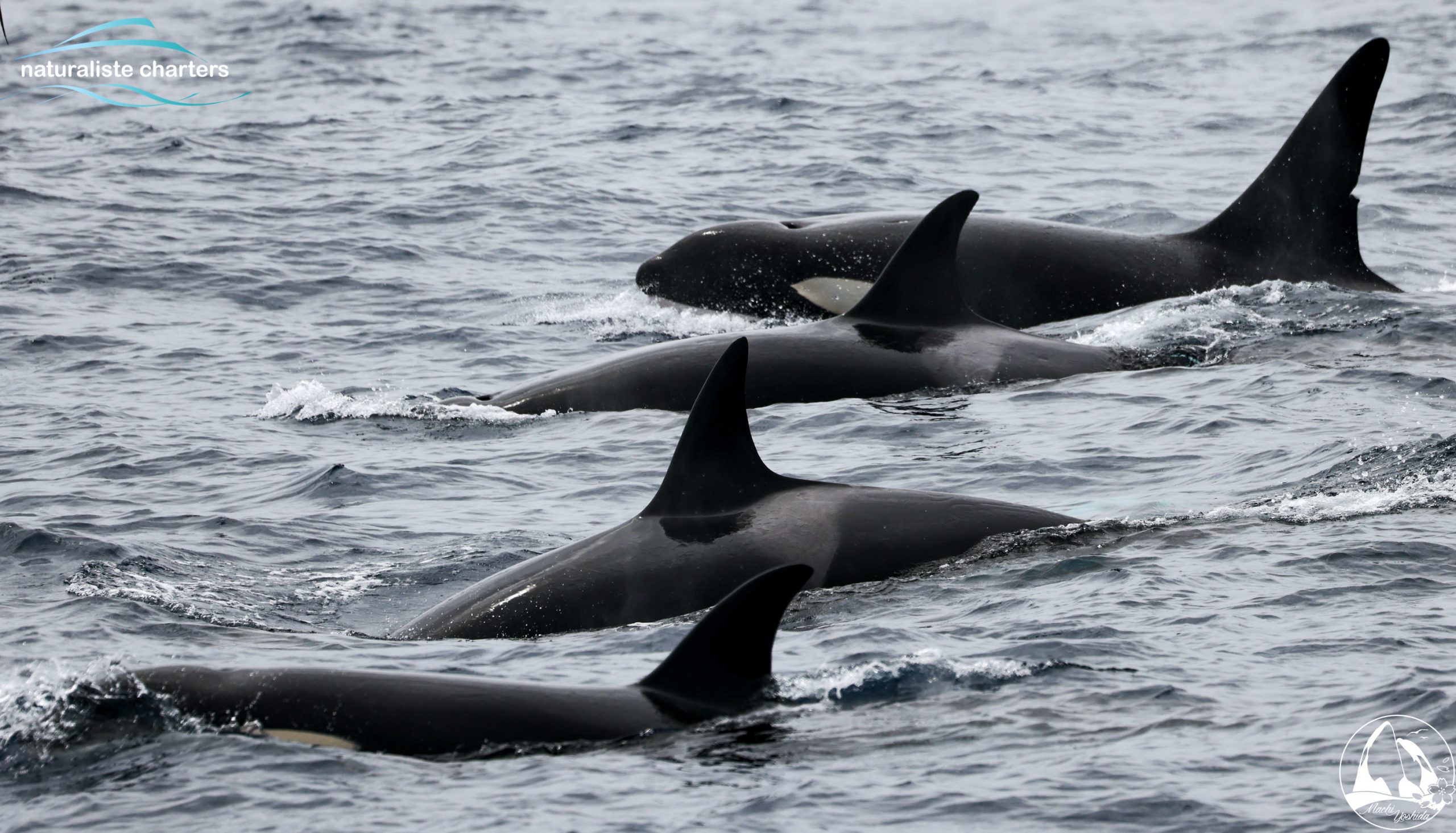 watch killer whale orca bremer bay