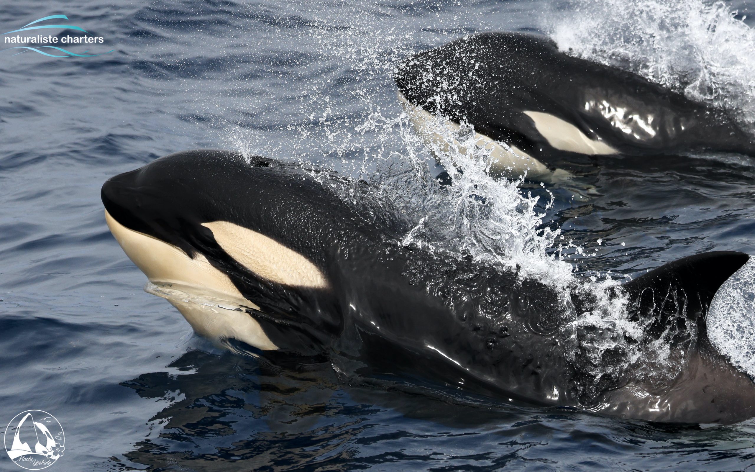orca babies bremer bay