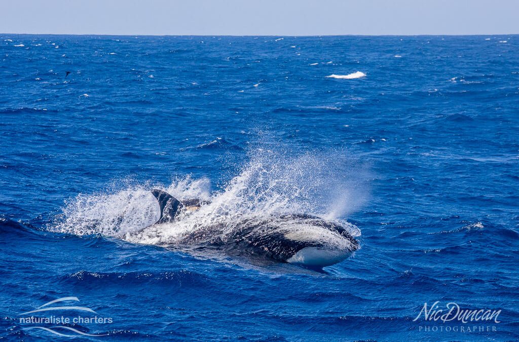 Pregnant ORCA and shark bites!