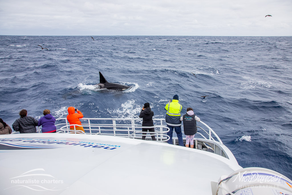 killer whale watching australia