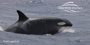orcas bremer bay