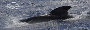 orcas bremer bay