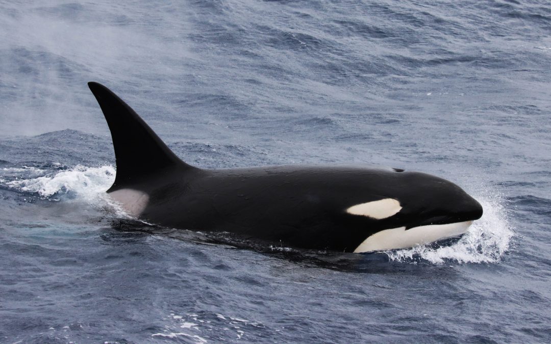 Orca (Killer Whales) Fun Facts