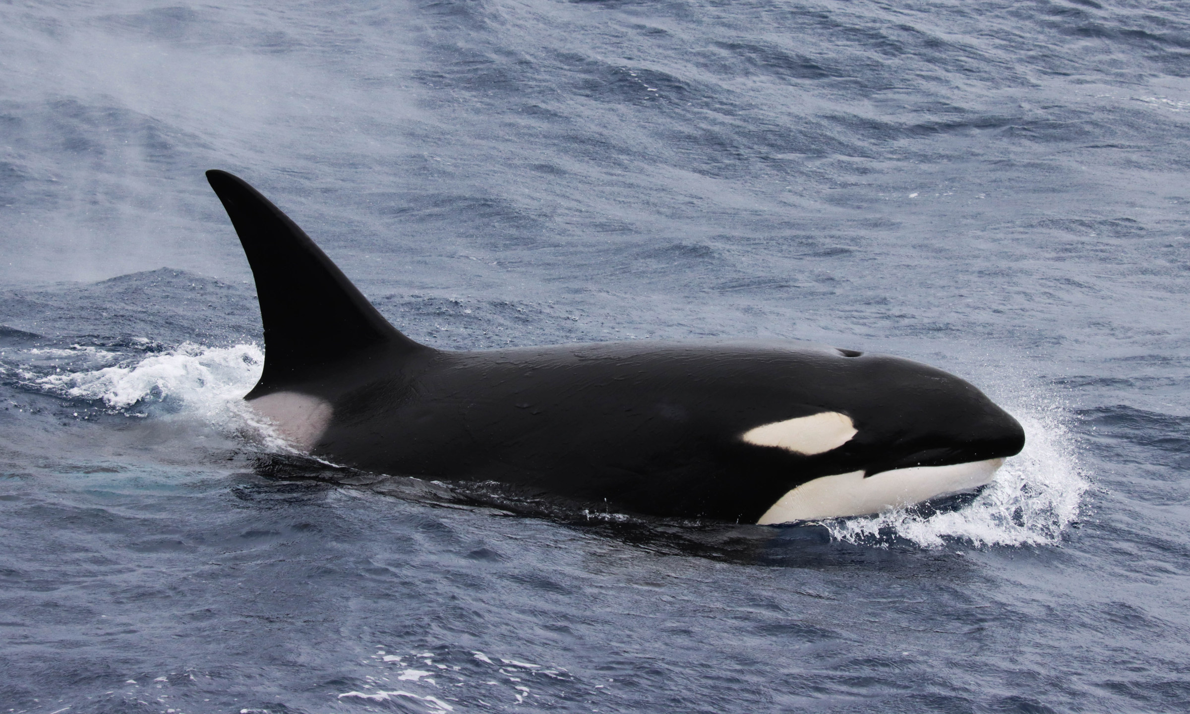 whale watching killer whale orca