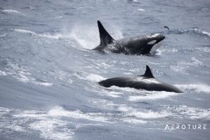 orcas bremer bay expedition