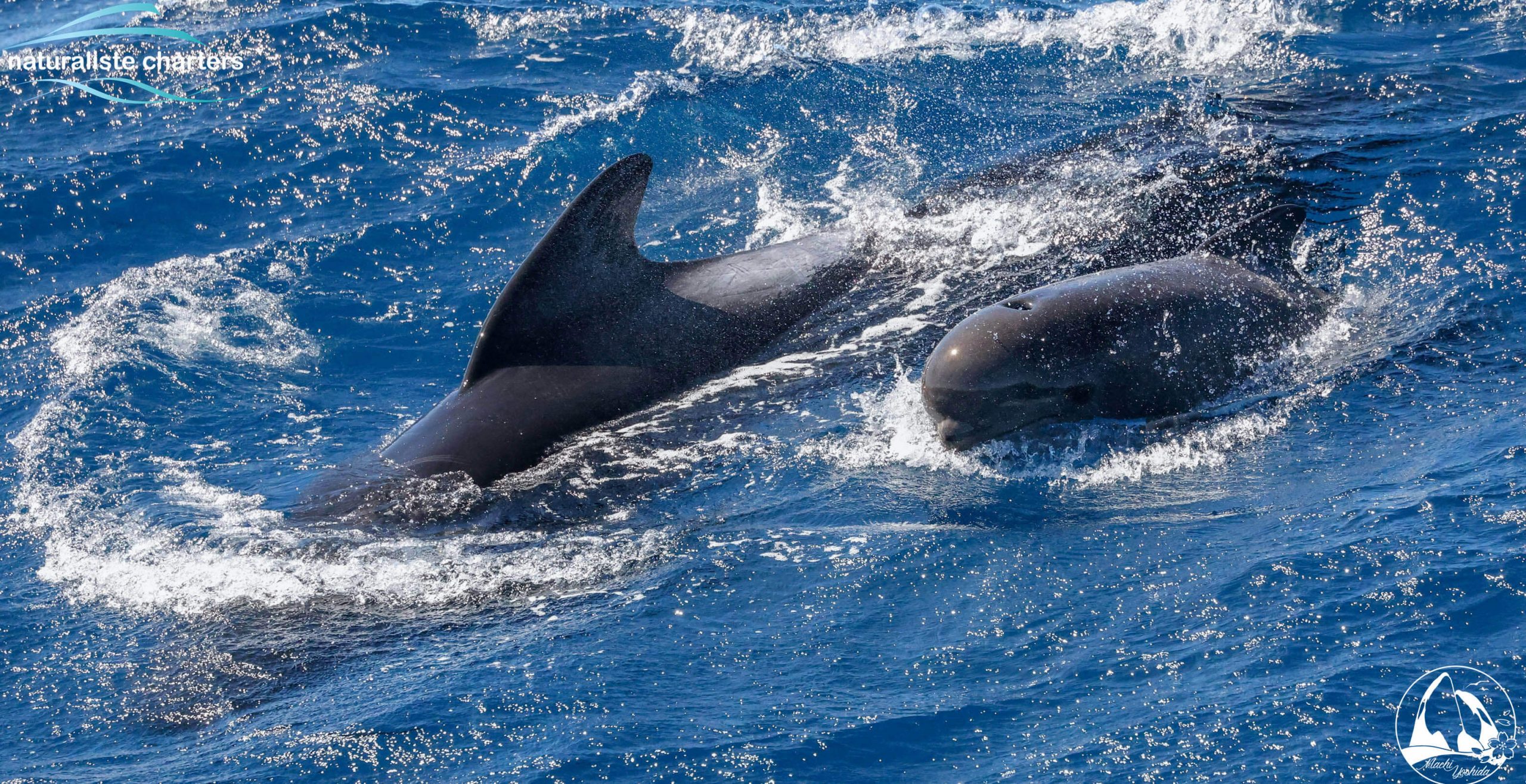 pilot whales and orca