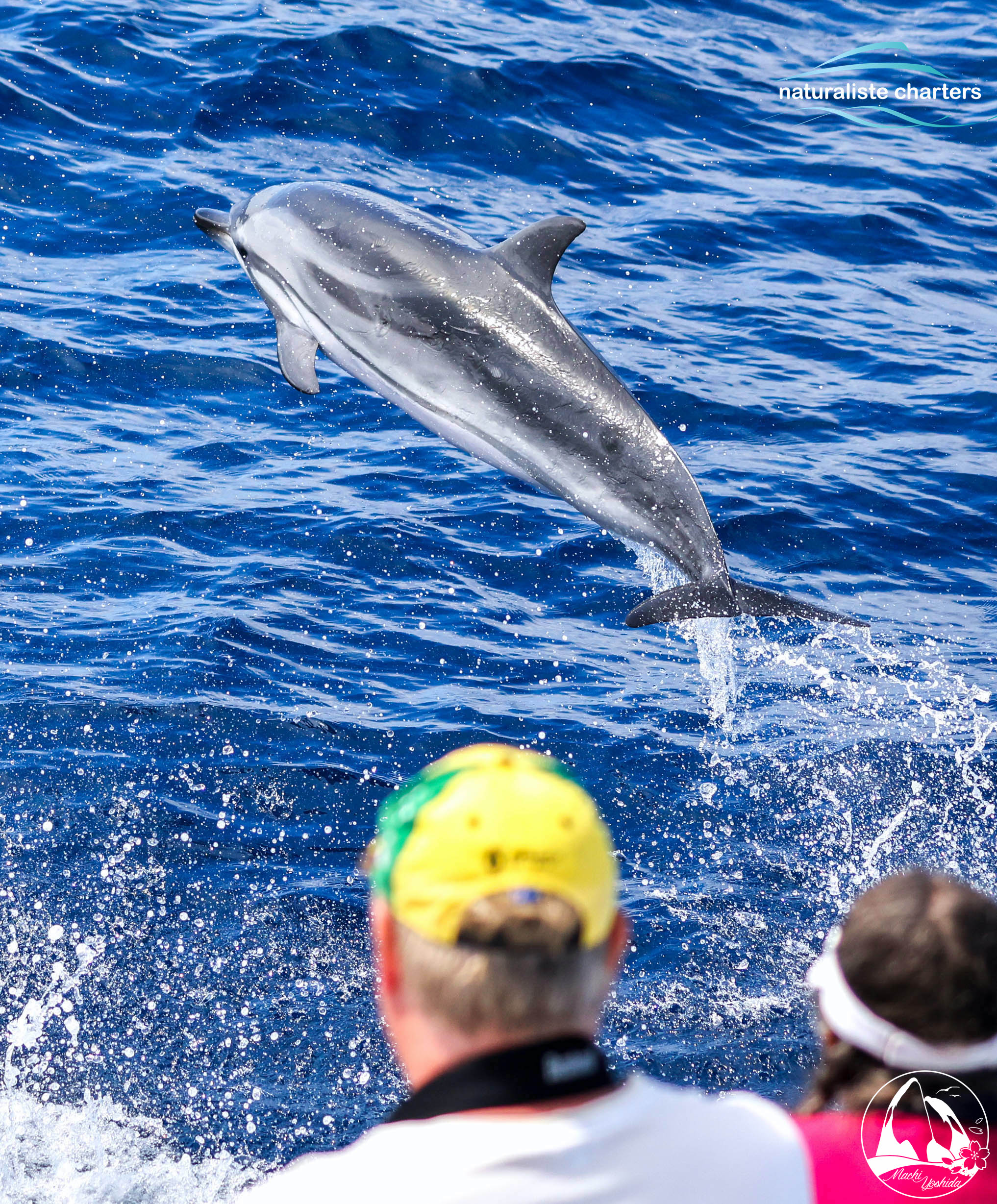 Striped Dolphins showing acrobatic skills in the Bremer Canyon