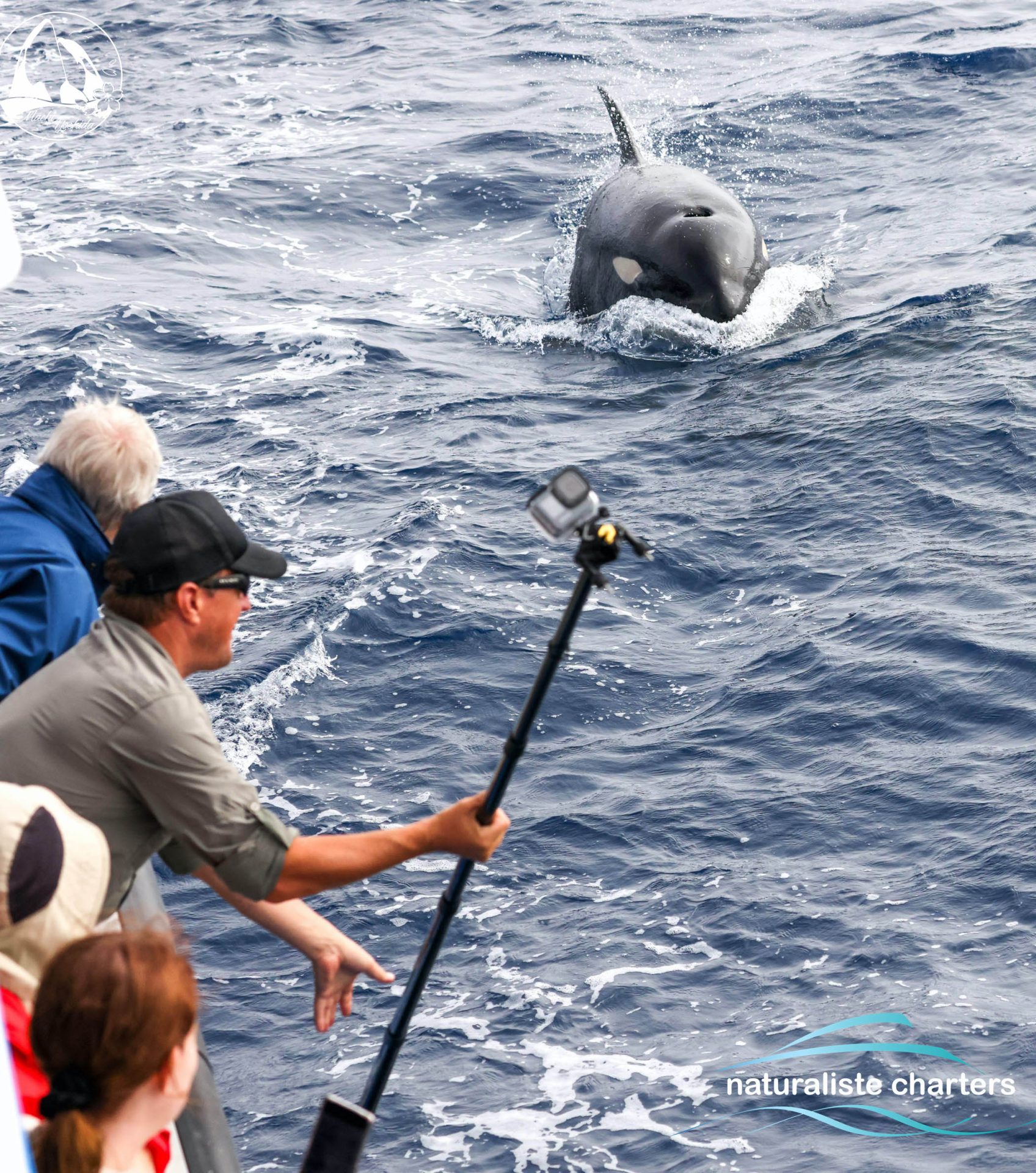 whale migration