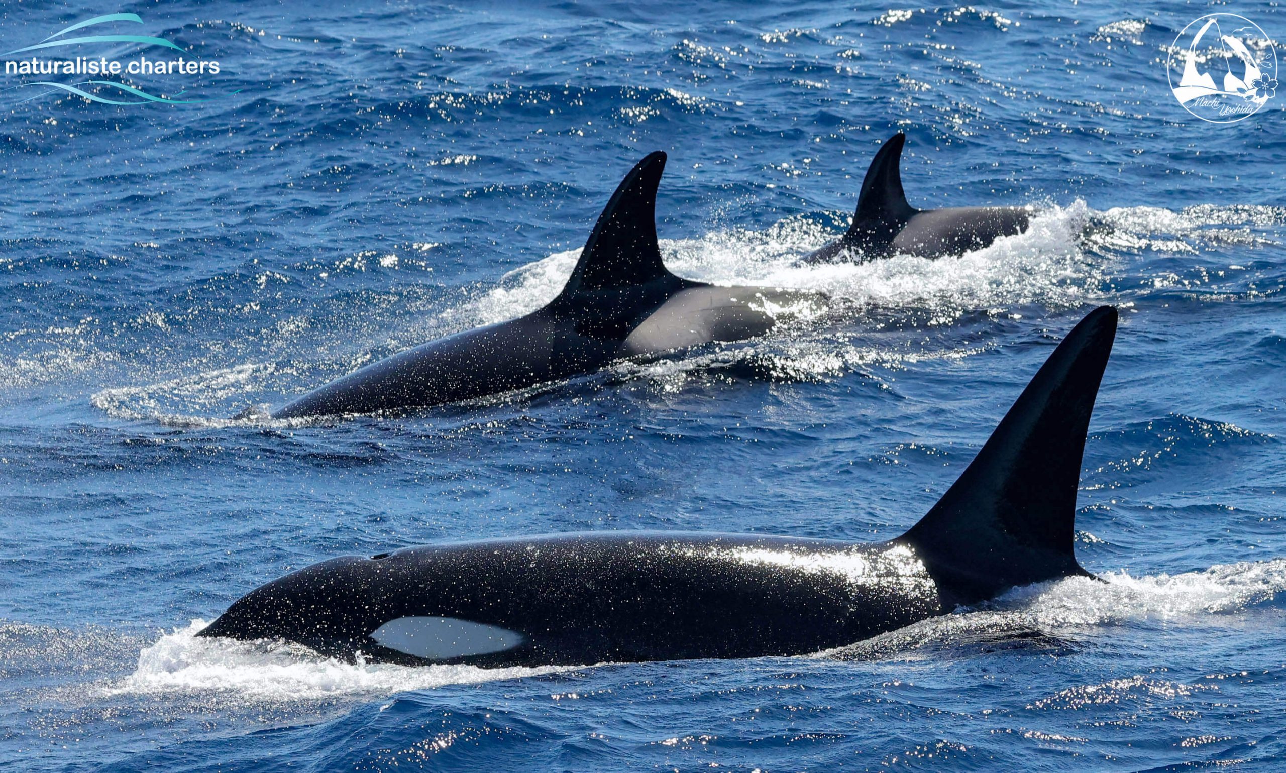 orca pod whales
