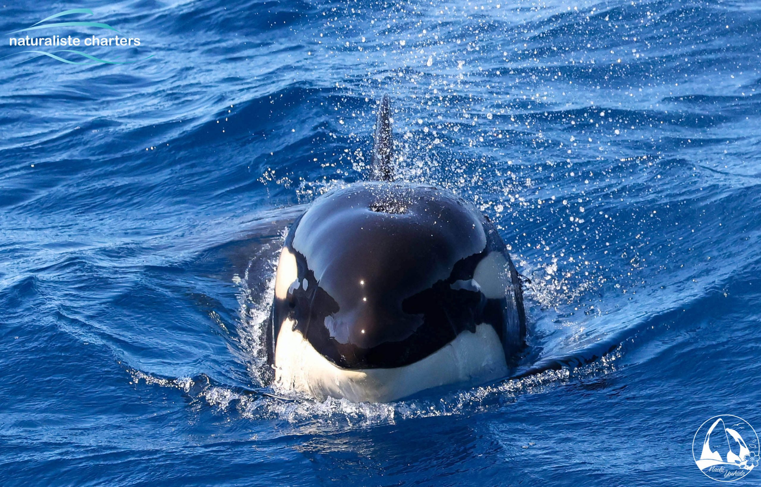 orca whale watching WA australia