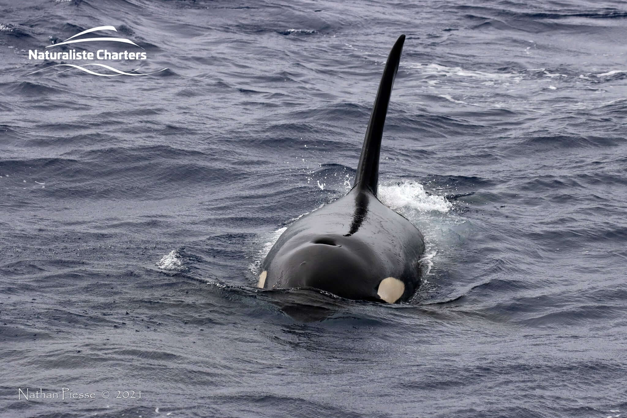 orca experience